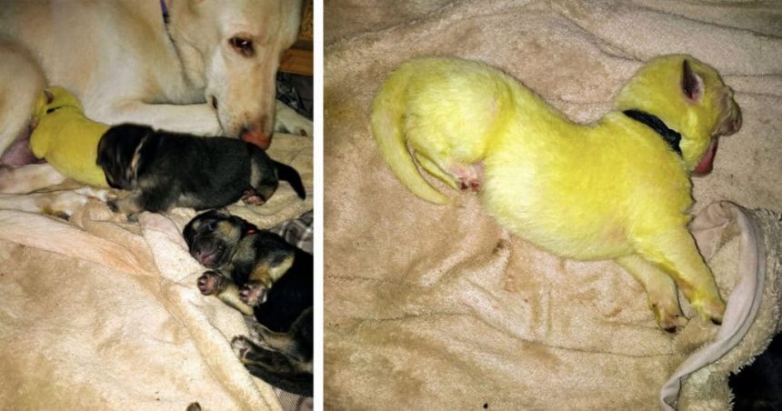 Este cachorro que nació de color verde, está acaparando el Internet