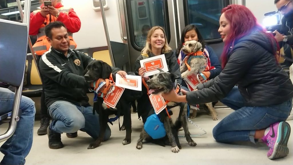 Perritos rescatados en el metro llevarán cartas de los niños chilangos a los Reyes Magos