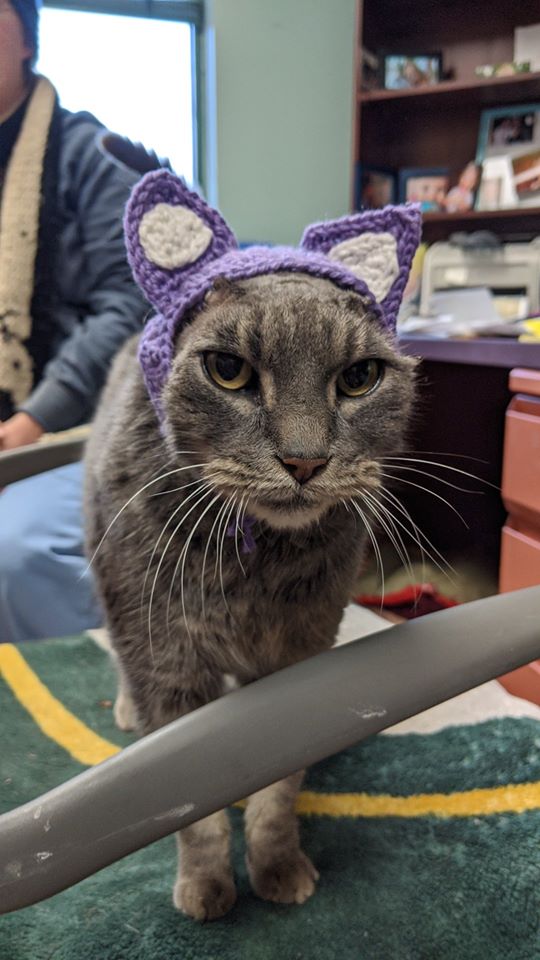 Lady, la gatita que perdió sus orejas por una infección y hoy vive muy feliz