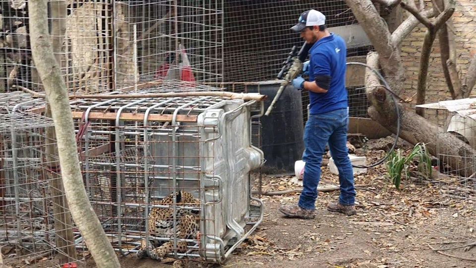 Capturan al jaguar que se comía a sus gallos y lo liberan ileso