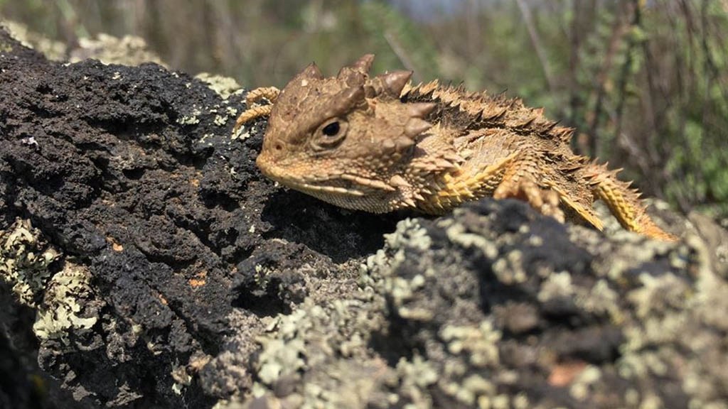 Reserva Ecológica del Pedregal de San Ángel 2