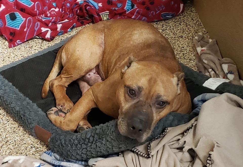 Perro abandonado esperó a sus dueños varios días después de que vendieron la casa