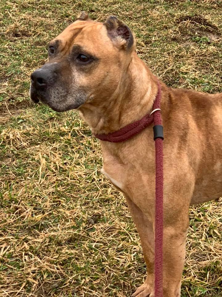 Perro abandonado esperó a sus dueños varios días después de que vendieron la casa