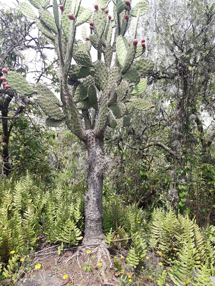 Reserva Ecológica del Pedregal de San Ángel 2