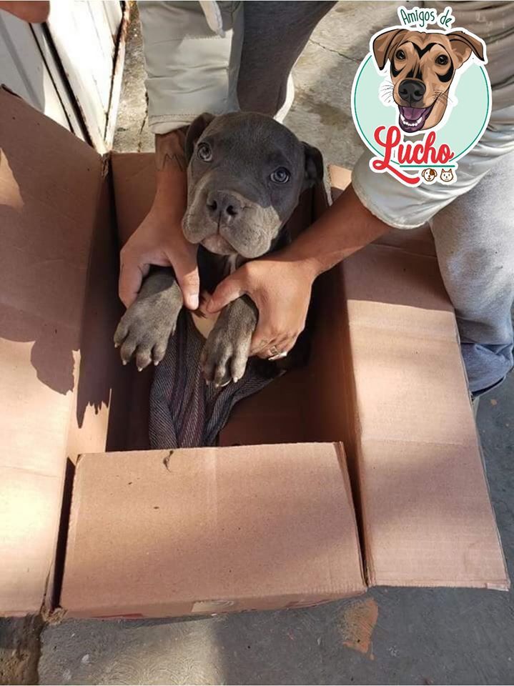 nino-da-en-adopcion-perrito-3