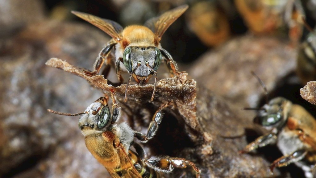 antibióticos abejas