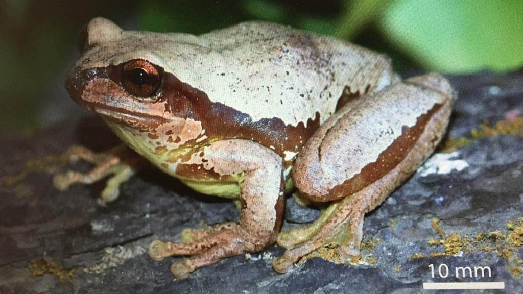 Rana UNAM Sarcohyla floresi