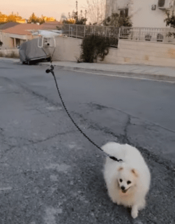 Evita violar cuarentena por coronavirus paseando a su perro con un dron