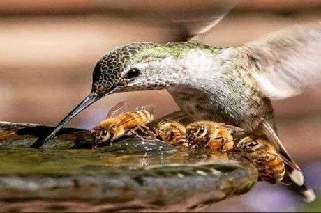 Coyoacán crea viveros para ayudar a la conservación de las abejas 