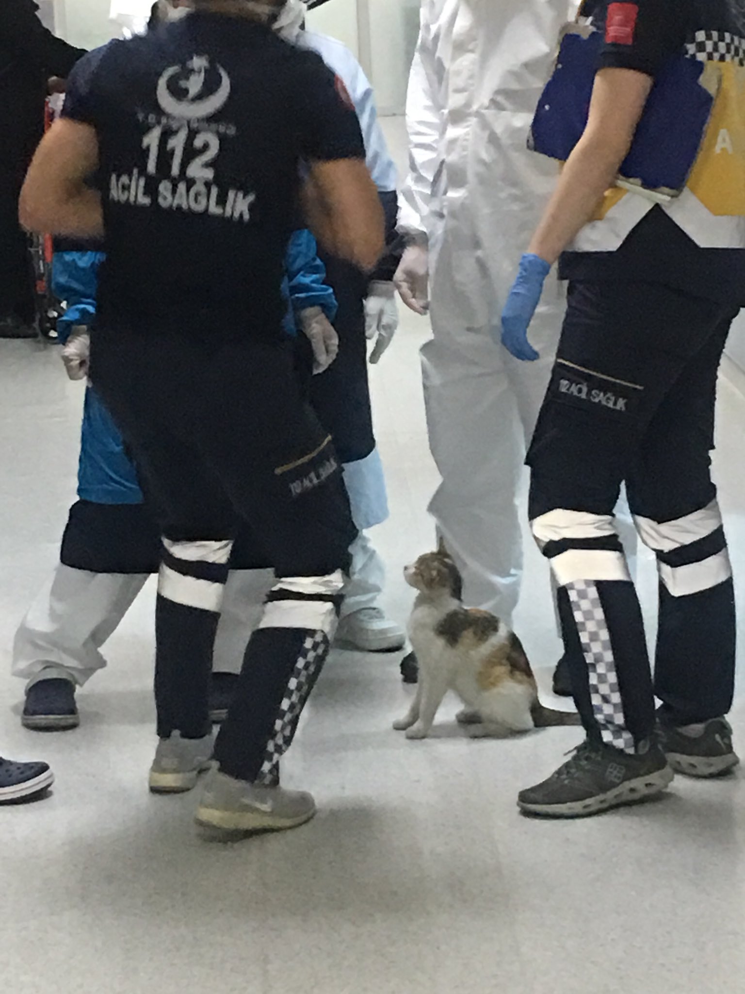 Awww: Esta gatita llevó a su cría al hospital y esperó mientras lo atendían