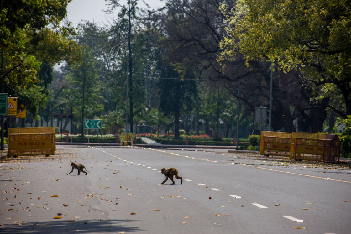 monos-india-sangre-robo-coronavirus-muestra-real-reuters-03