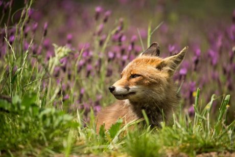 ‘Agora’ publica las mejores fotografías de la primavera 2020