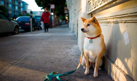 perro-calle