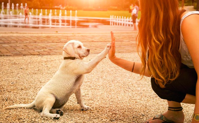 Según la ciencia, la pubertad de los perros es tan difícil como la de los adolescentes