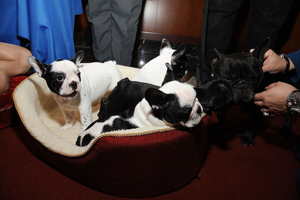 Mundo enfermo y triste: Encuentran a 38 cachorros de bulldog muertos en un avión 