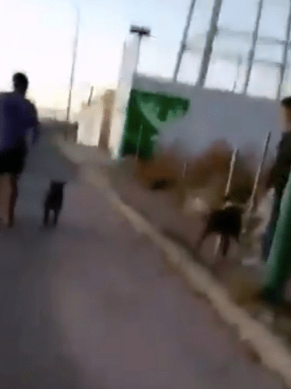 HDLCH: Exhiben a hombres en el Edomex que utilizan a pitbulls para atacar a perritos callejeros