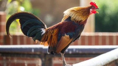 ¡Llévame a mí! Murió Maurice, el gallo que ganó una batalla legal en Francia