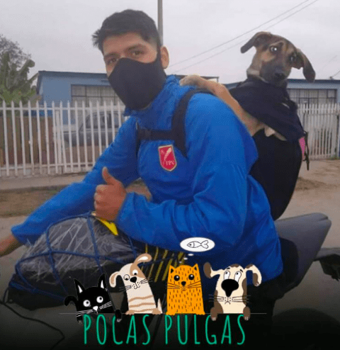 ¡Amigos de verdad! Joven adopta a una perrita mientras hacía encargos y ahora la lleva a todos lados