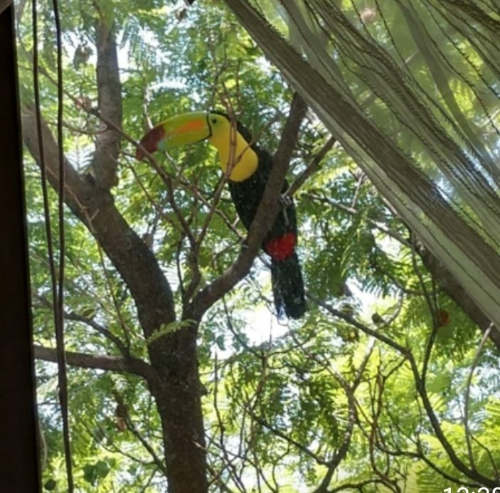 ¿Ustedes ya lo vieron? Tucán vuela libremente por las calles de la CDMX