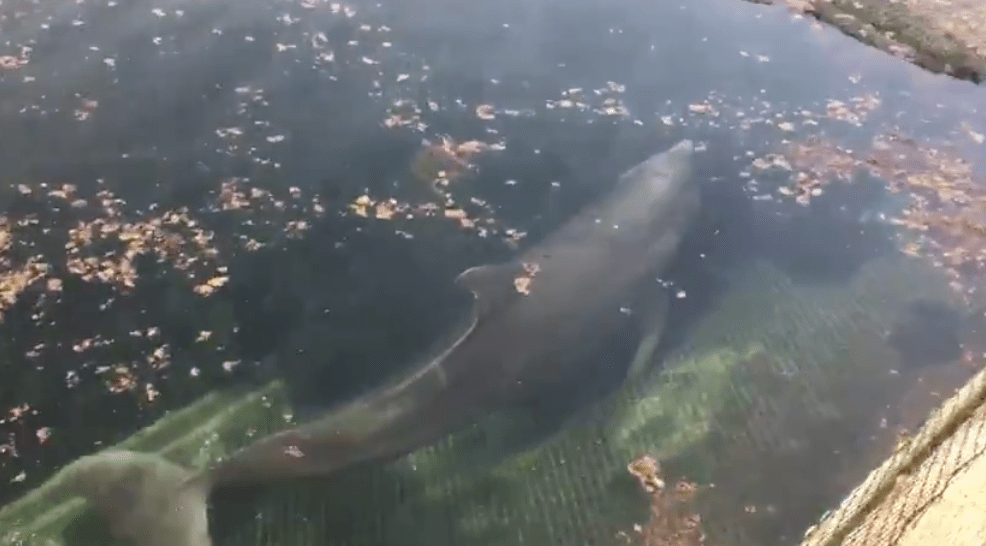 Así abandonaron a unos delfines en Quintana Roo porque el parque no tenía visitas