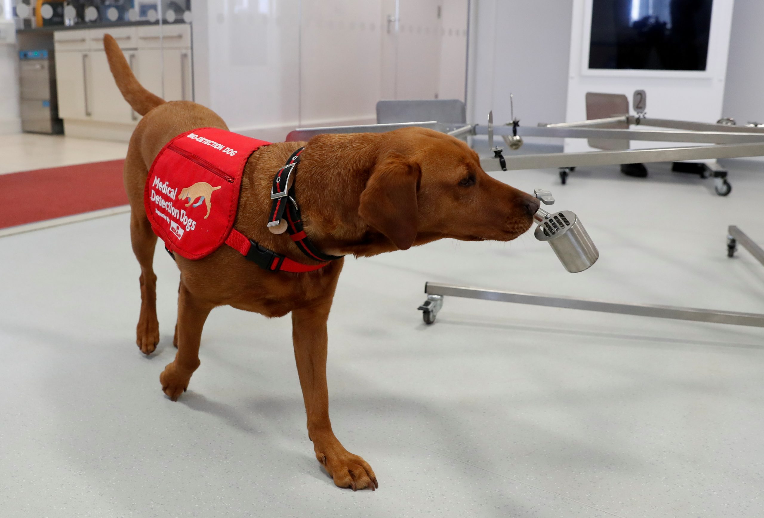 El mejor amigo del hombre: Perros podrían oler y detectar a personas con coronavirus