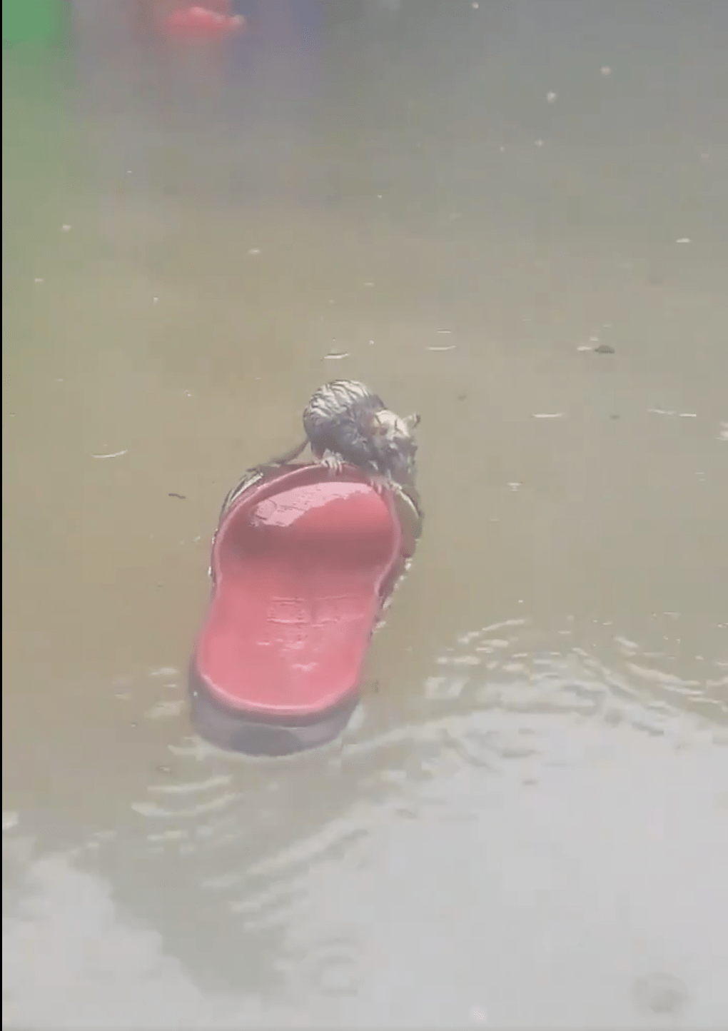 Esta es la verdadera historia de la rata que se salvó de morir ahogada gracias a una chancla