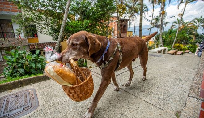 Esto es el colmo: Asaltan a perrito que reparte encargos en esta cuarentena