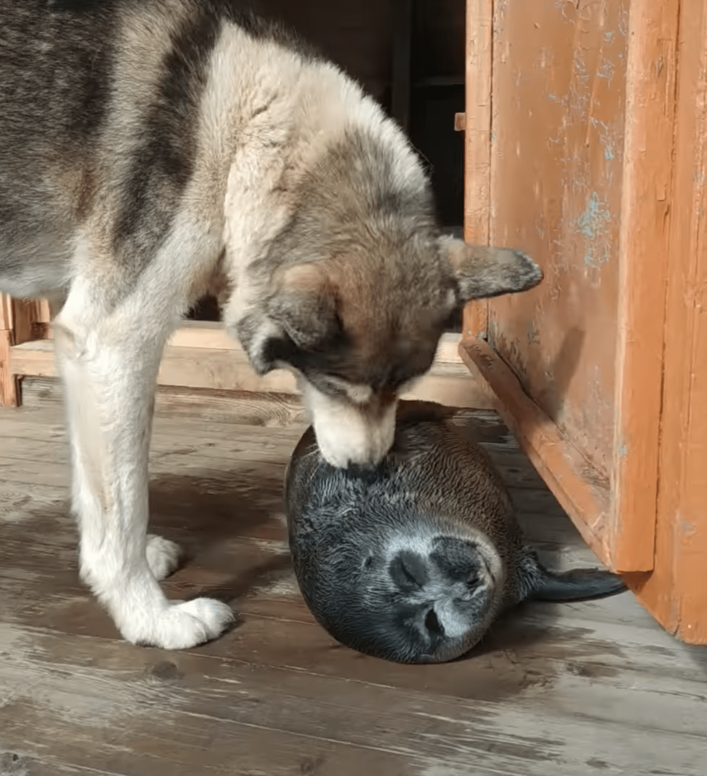 Perro rescata a una foca bebé abandonada y la cuida por varios días