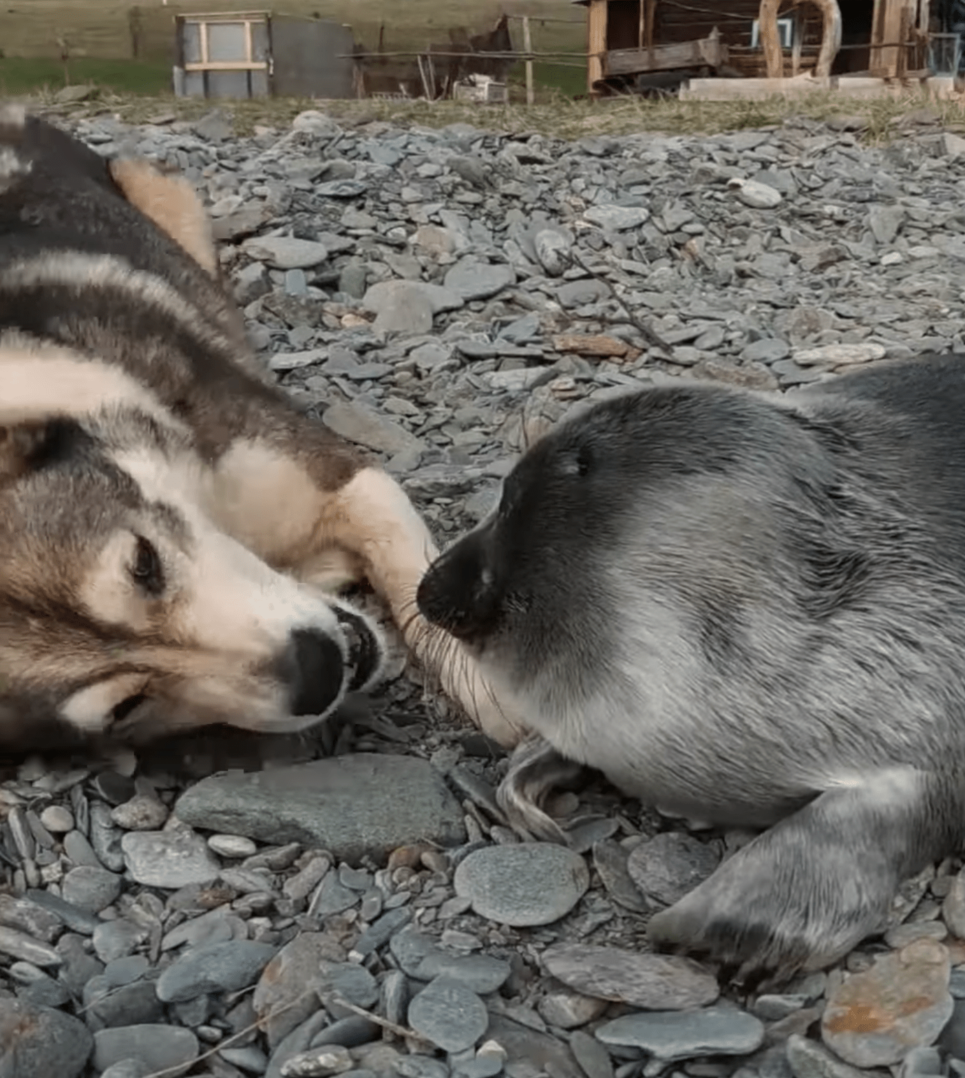 Perro rescata a una foca bebé abandonada y la cuida por varios días