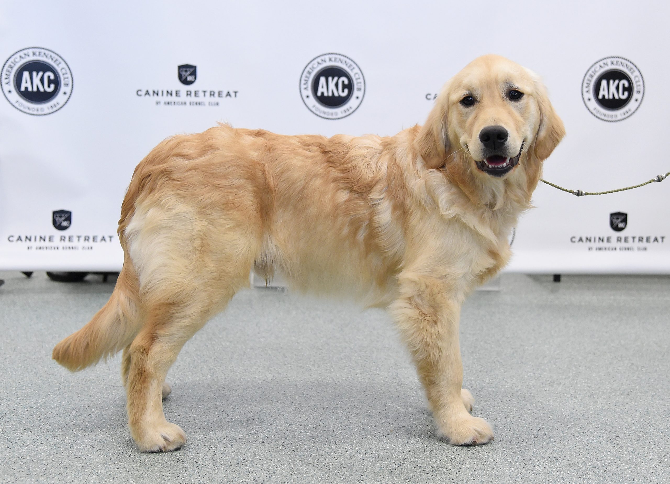 Esperen un momento... ¿la edad de los perros no equivale a siete años humanos?