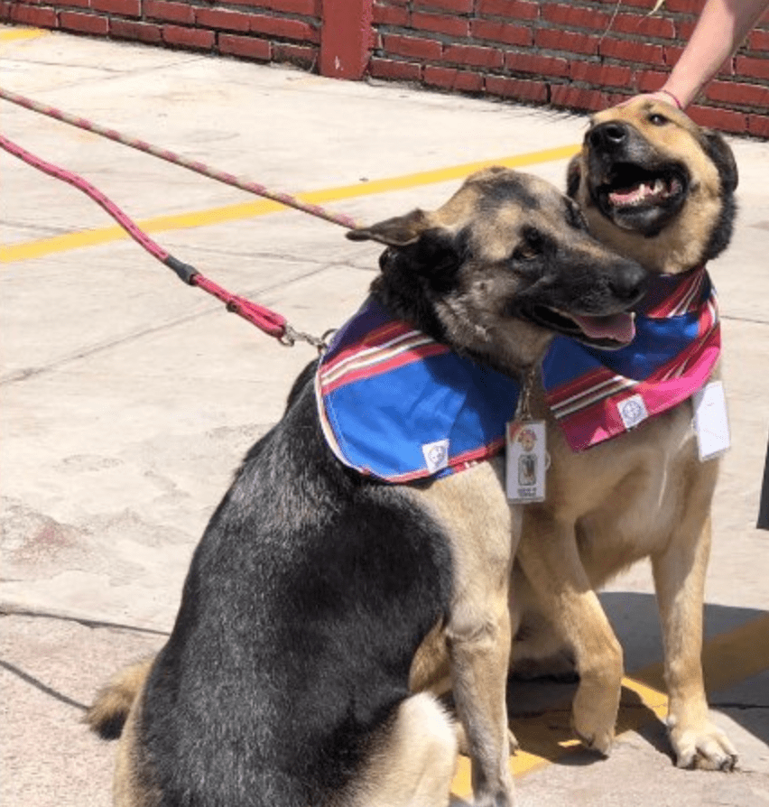 Costilla y Adoboada fueron adoptados y ahora trabajan en un restaurante en Toluca