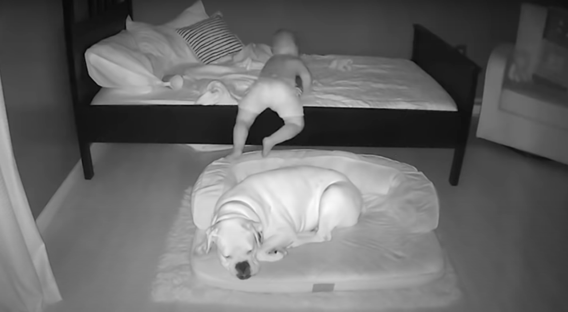 Este bebé fue captado mientras escapaba de su cama para dormir junto a su perro