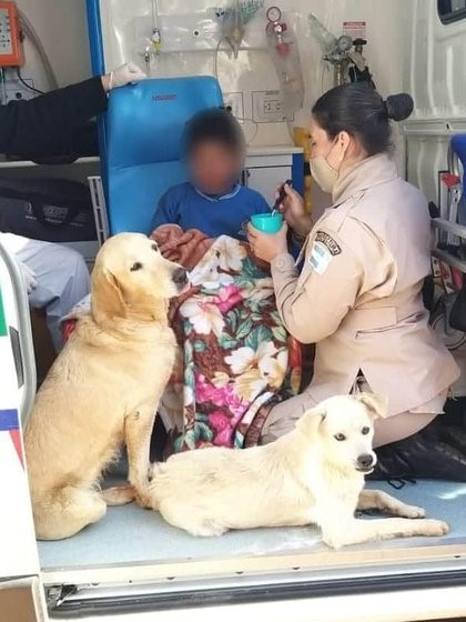 Niño con autismo se perdió en la noche y sobrevivió al frío por el abrazo de dos perros