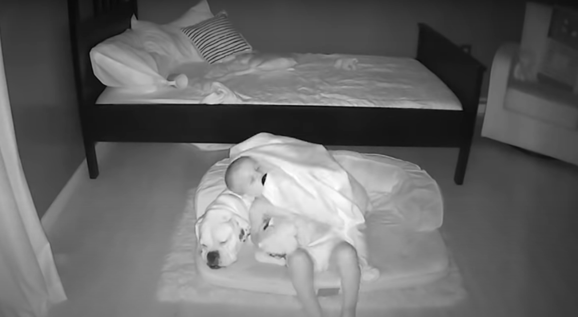 Este bebé fue captado mientras escapaba de su cama para dormir junto a su perro