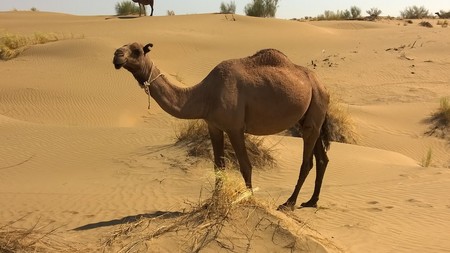 Camel 900390 1280