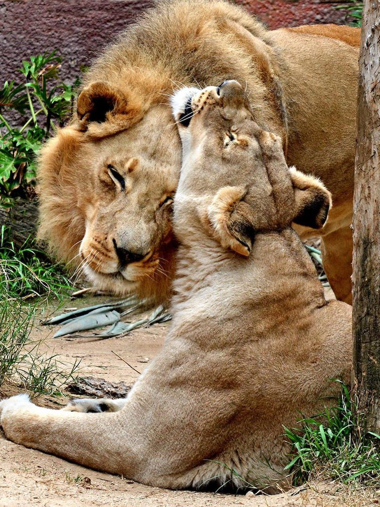 Siempre juntos: Sacrifican al mismo tiempo a una pareja de leones por problemas de salud 😿