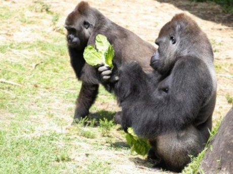 ¡Ternuringa! Zoológico organiza un baby shower para un gorila en gestación