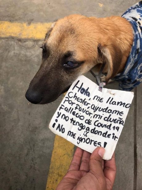 "No me ignores": Un perrito pide ayuda tras la muerte de su dueña por coronavirus