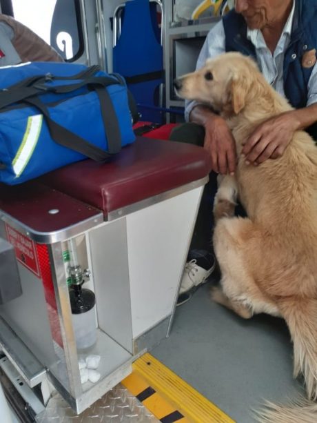 Un anciano se desmayó en la calle y su perro se quedó a cuidarlo en todo momento