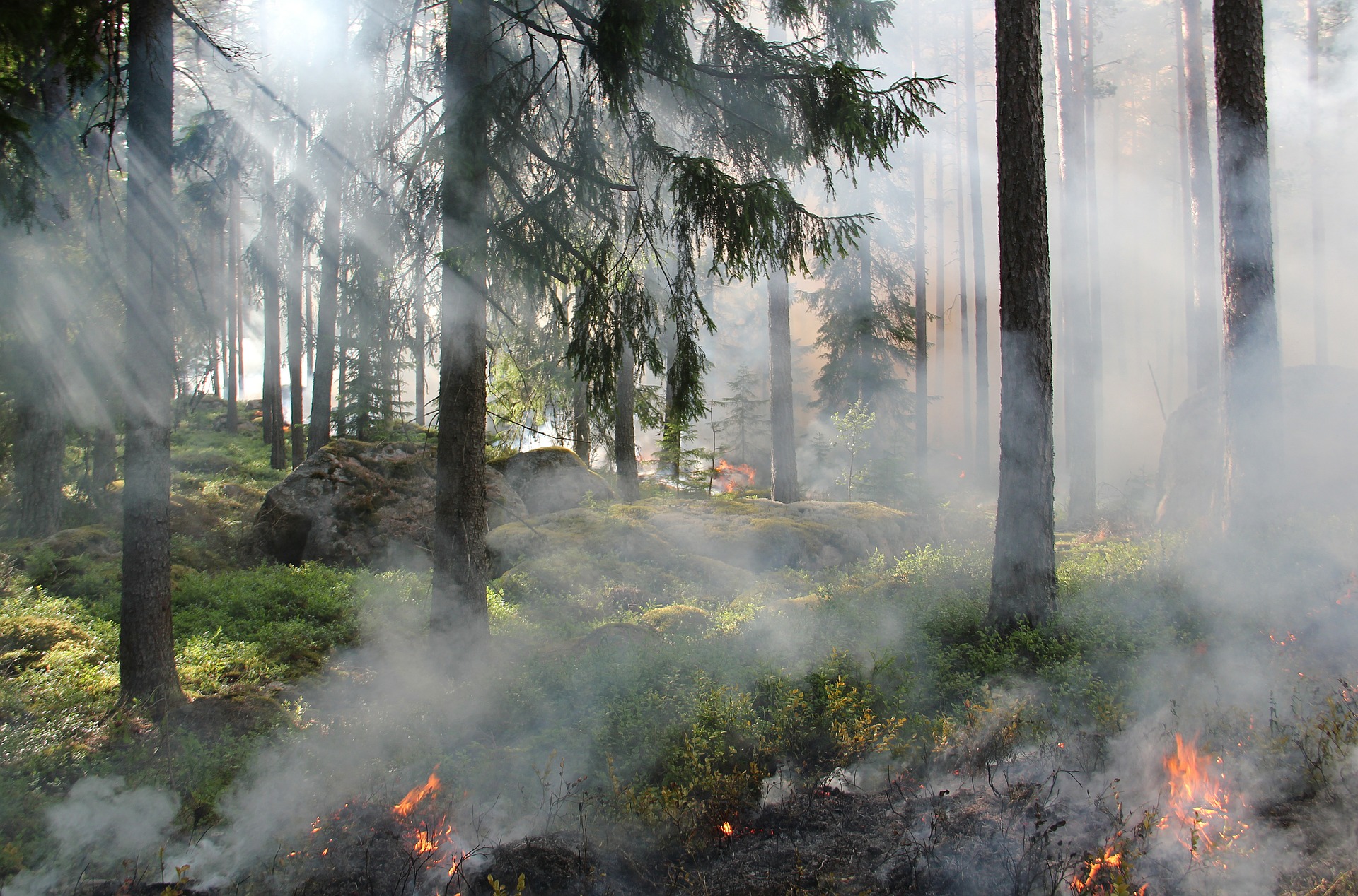 Pareja causa un incendio forestal por organizar una fiesta de revelación de género 