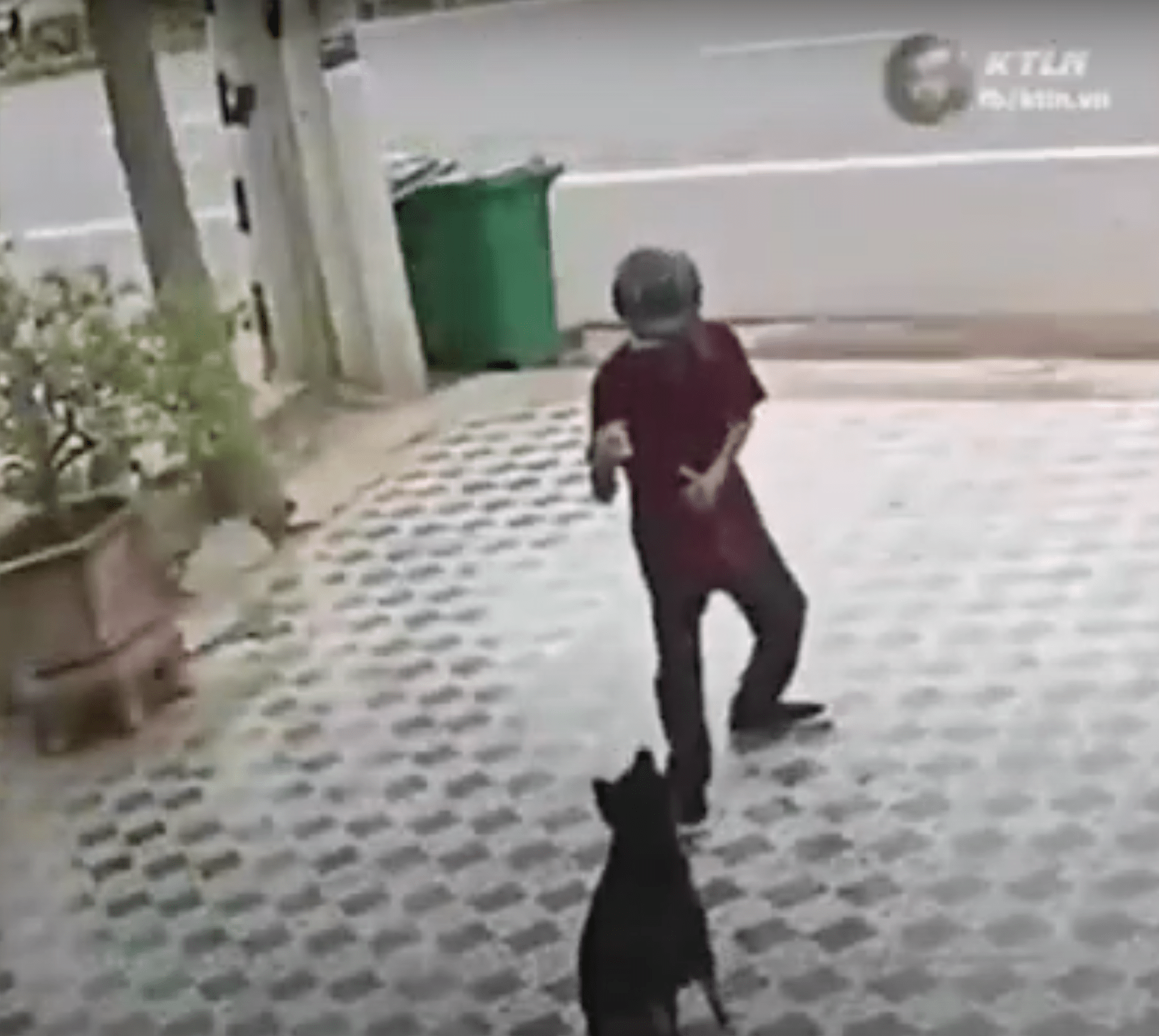 Así como el señor Miyagi: Hombre se defiende del ataque de dos perros al estilo 'Karate Kid'