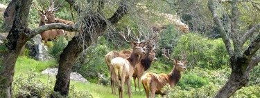 Llega la berrea y estos son los mejores lugares para disfrutar de este impresionante espectáculo natural