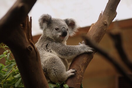 Koala 3055832 1920