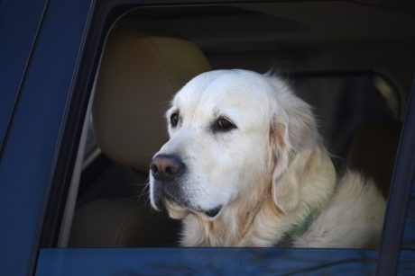 Esperen un momento... ¿la edad de los perros no equivale a siete años humanos?