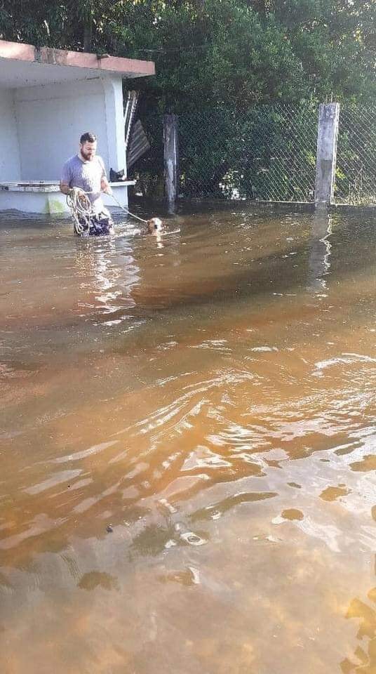 ¿El Hachi mexicano? Perrito es salvado de inundaciones en Tabasco y regresa a esperar a sus dueños