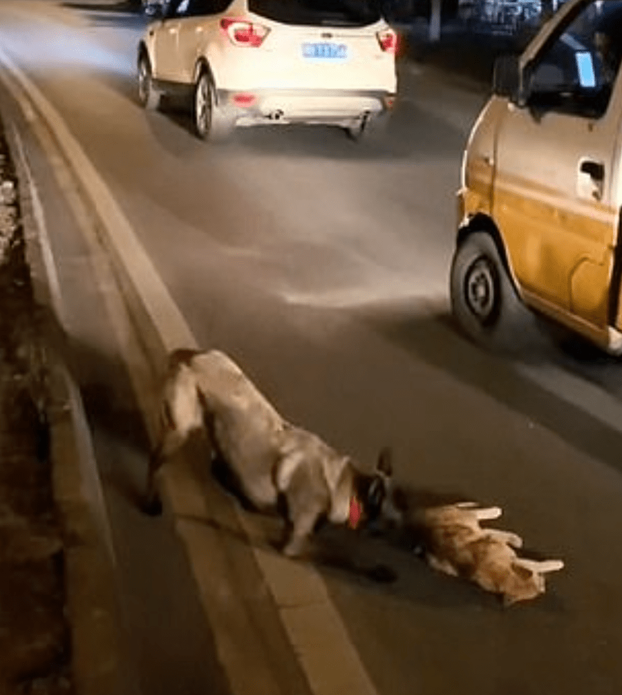 Perrito intenta rescatar y 'revivir' a un gatito atropellado