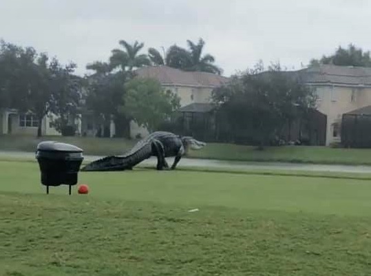 ¡OLV! Captan a un cocodrilo gigante paseando por las calles de Florida