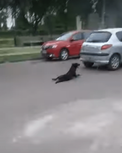 Mujer encadena a su perro al auto y lo arrastra por calles de Argentina