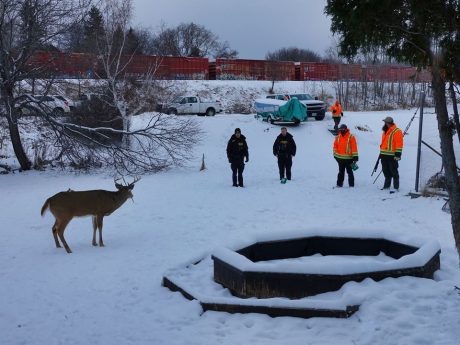 El rescate de Carrot: El venado que vivía con una flecha atravesada en la cabeza