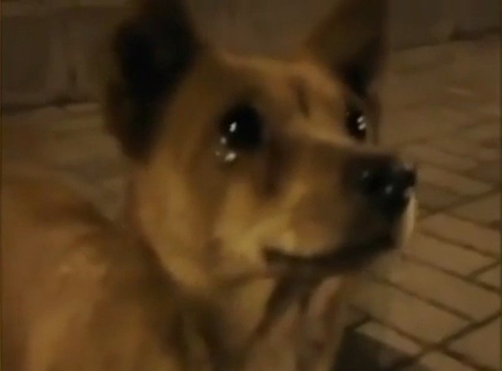 Ow: Perrito de la calle llora de felicidad al recibir comida y se vuelve viral